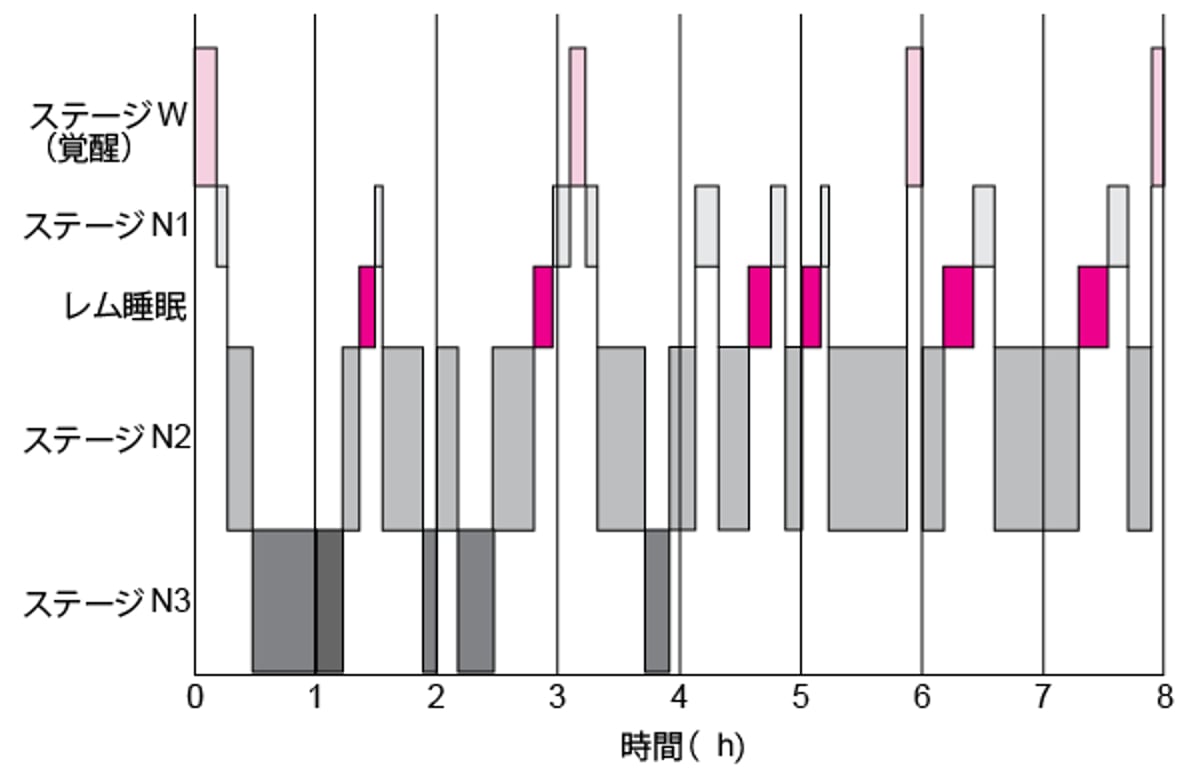 若年成人の典型的な睡眠パターン