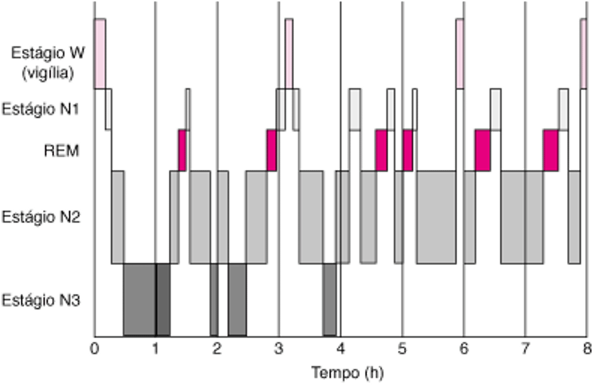 Padrão típico do sono em adultos jovens