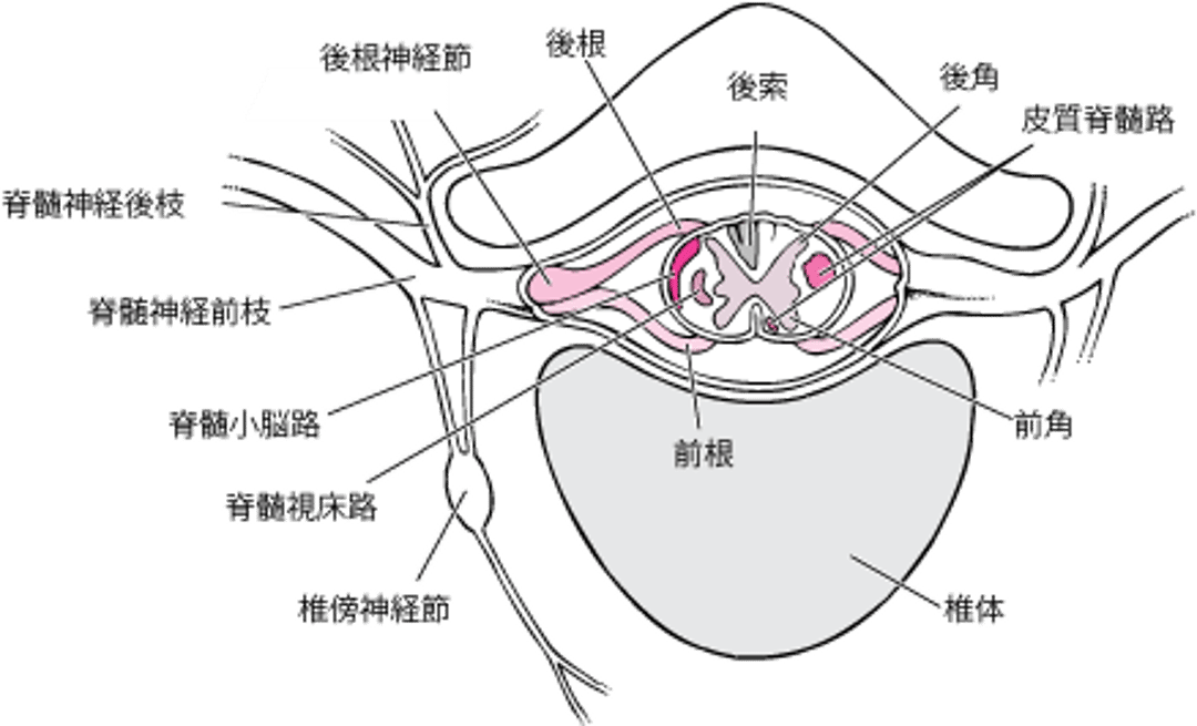 脊髄神経