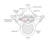 Spinal Nerve Roots