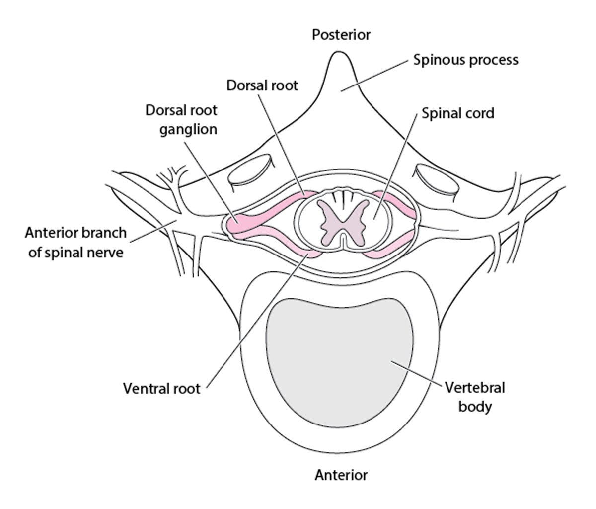 Spinal Nerve Roots