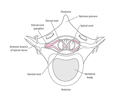 Spinal Nerve Roots
