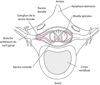 Racines des nerfs spinaux