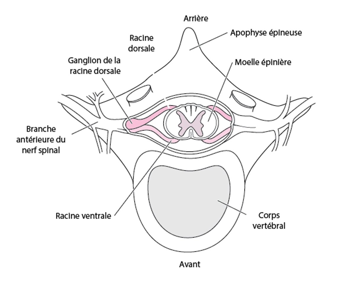 Racines des nerfs spinaux