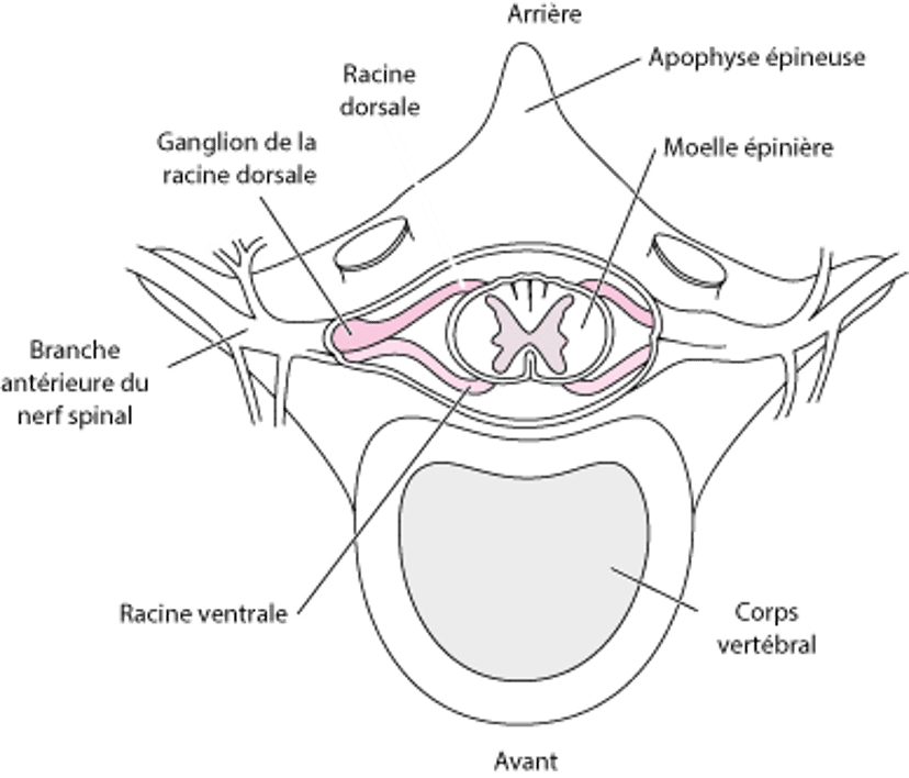 Racines des nerfs spinaux