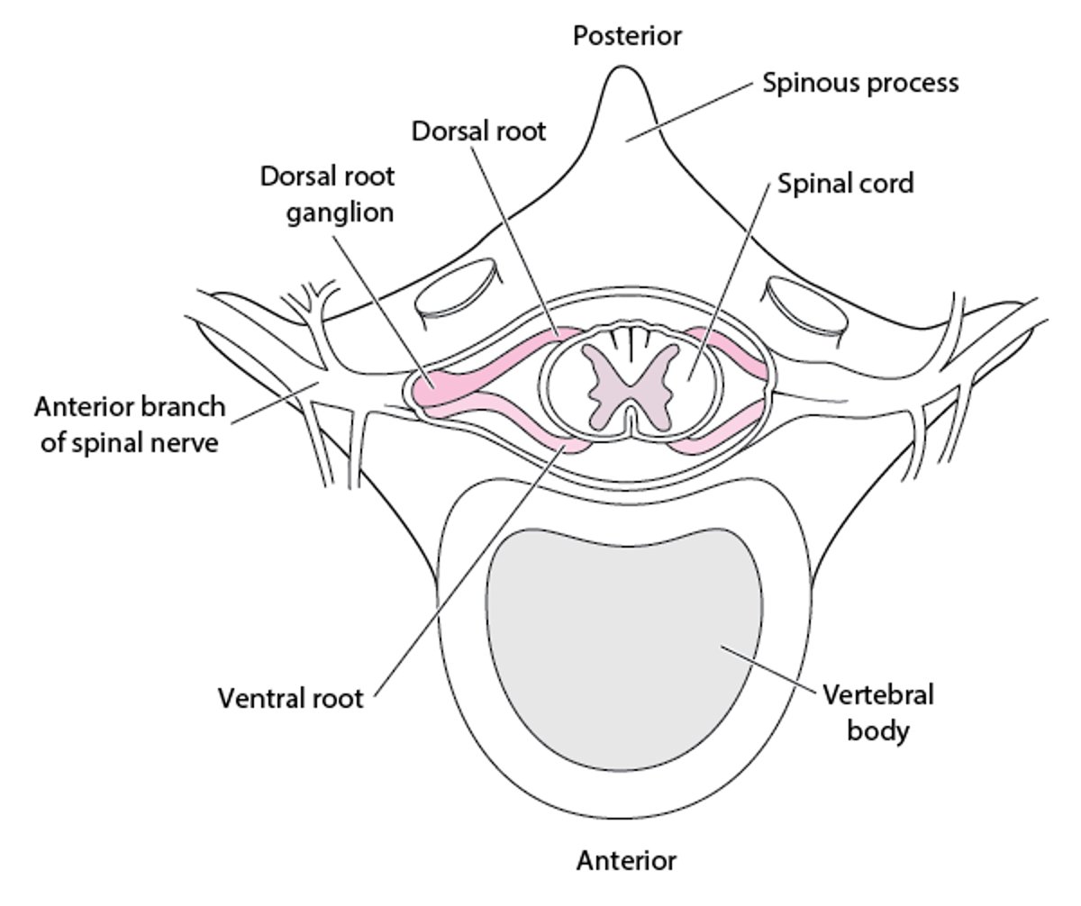 Raízes nervosas espinais