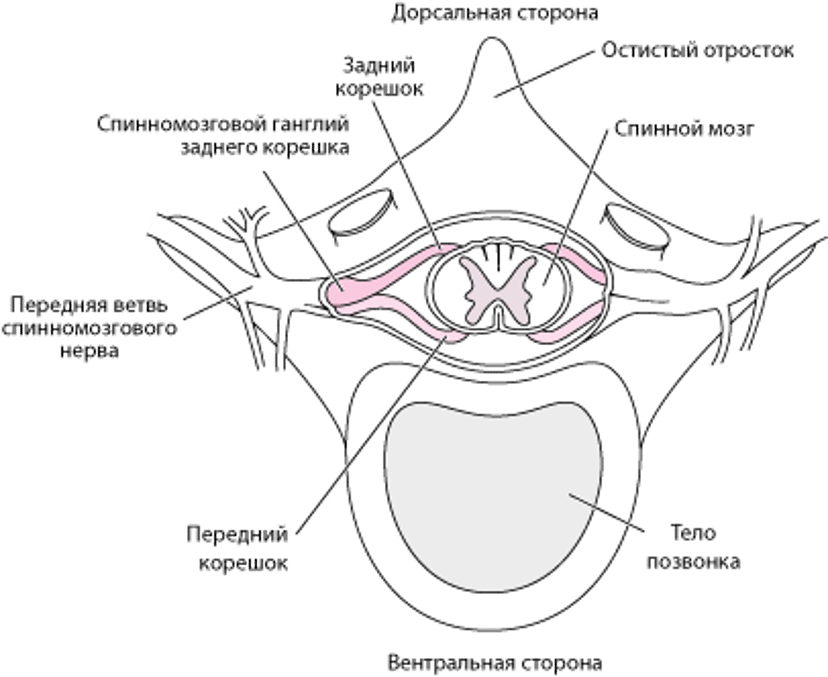 Спинные нервные корешки