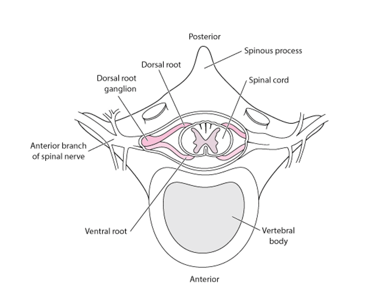Корінці спинномозкових нервів