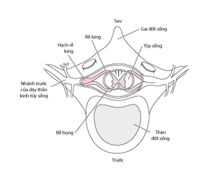 Rễ thần kinh cột sống