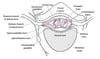 Spinal Nerve
