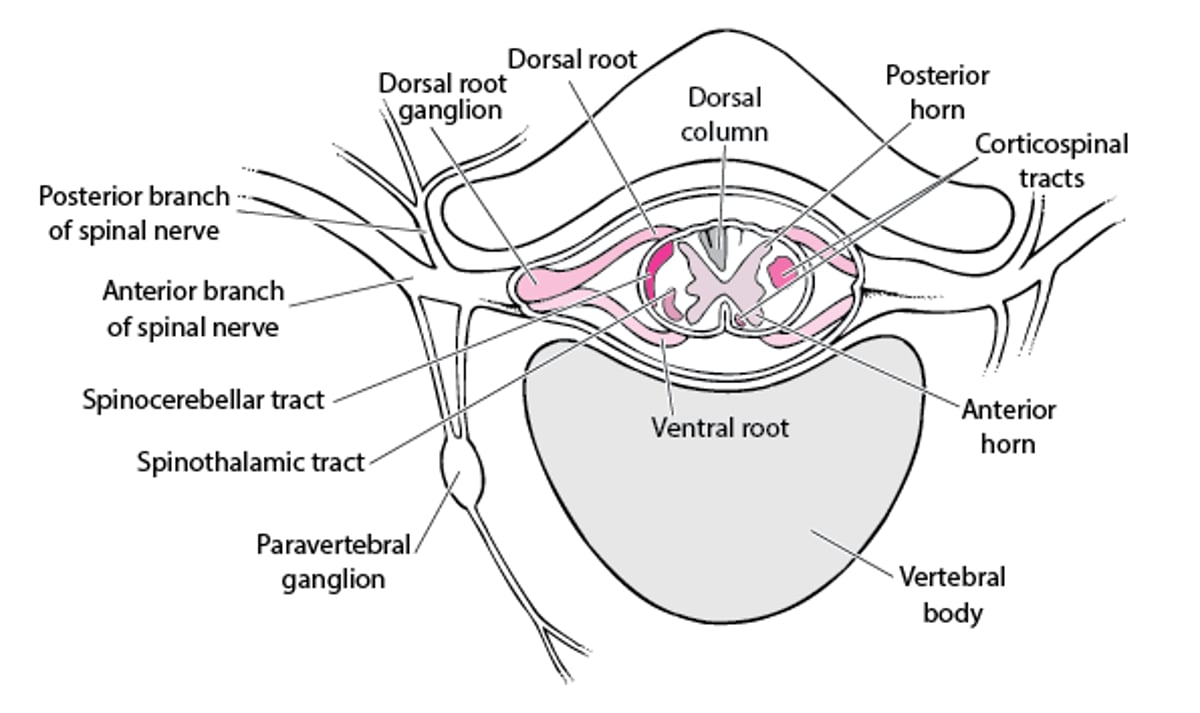 Spinal Nerve