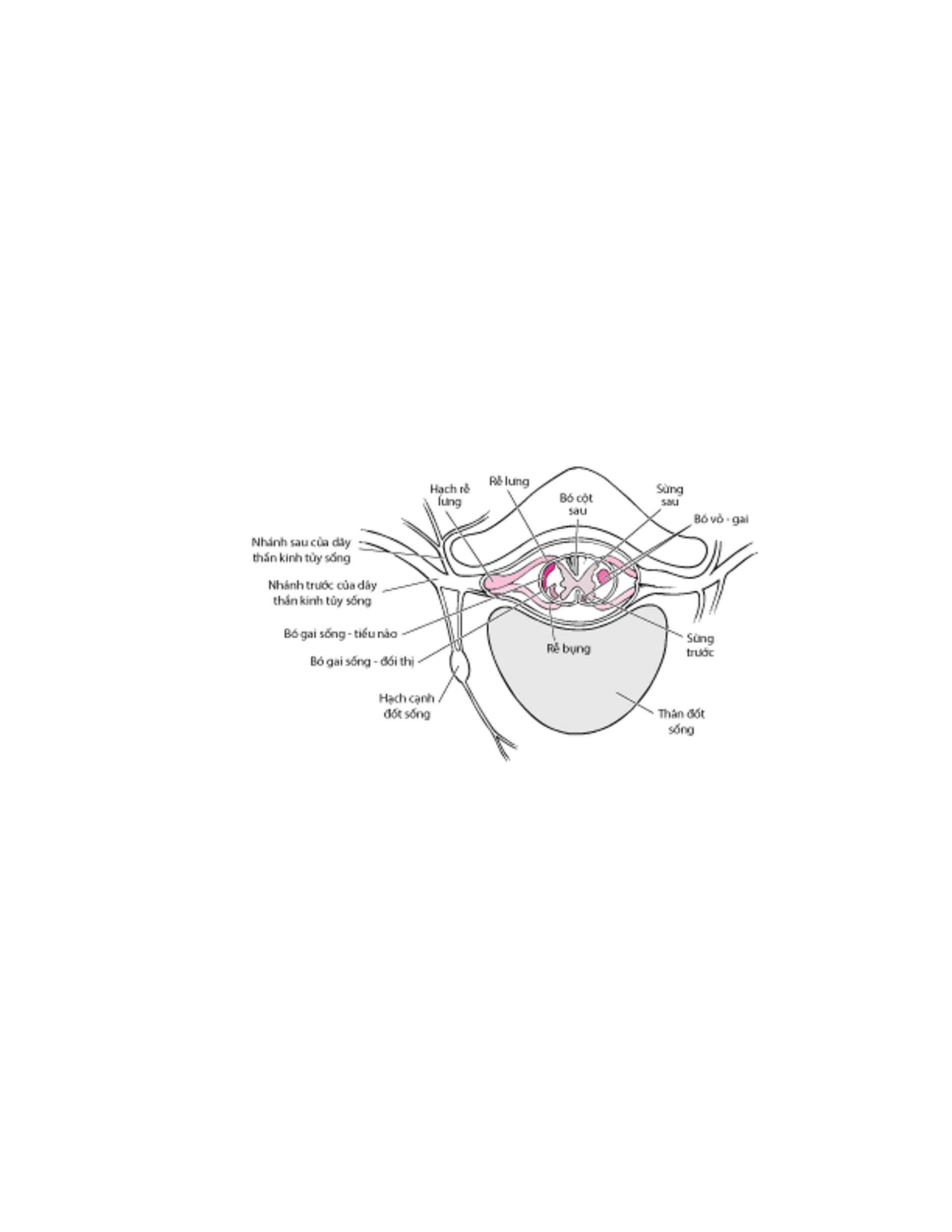 Dây thần kinh tủy sống