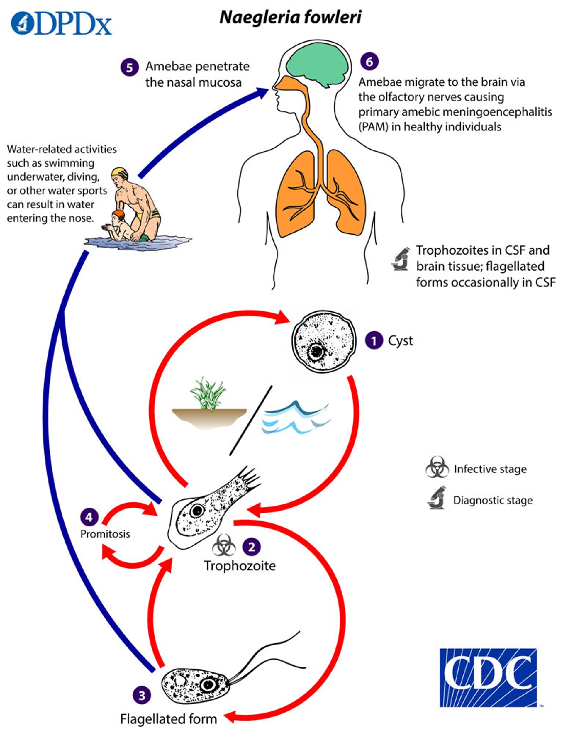 Ciclo vitale di <i >Naegleria fowleri</i>