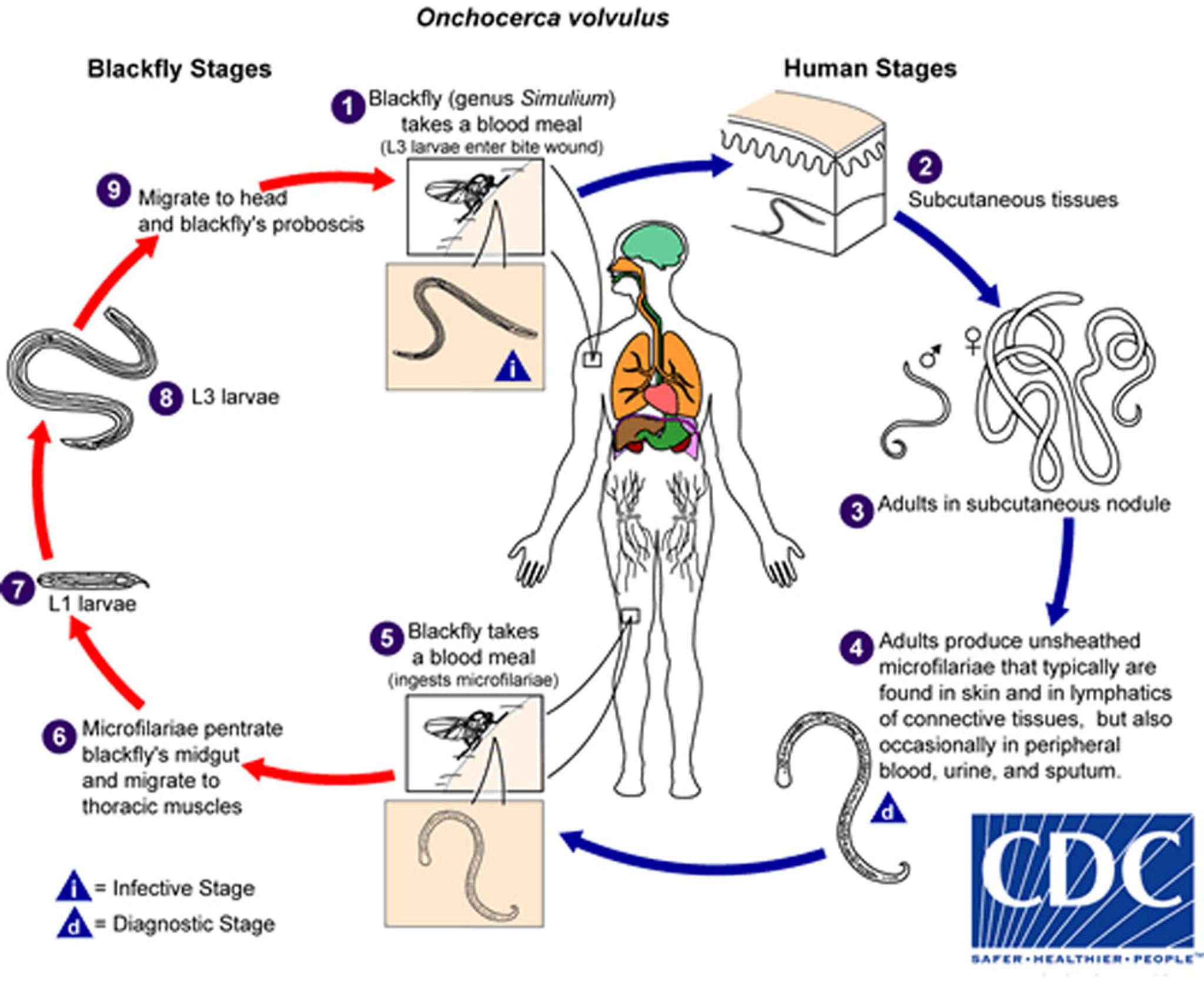 Ciclo vital de <i >Onchocerca volvulus</i>