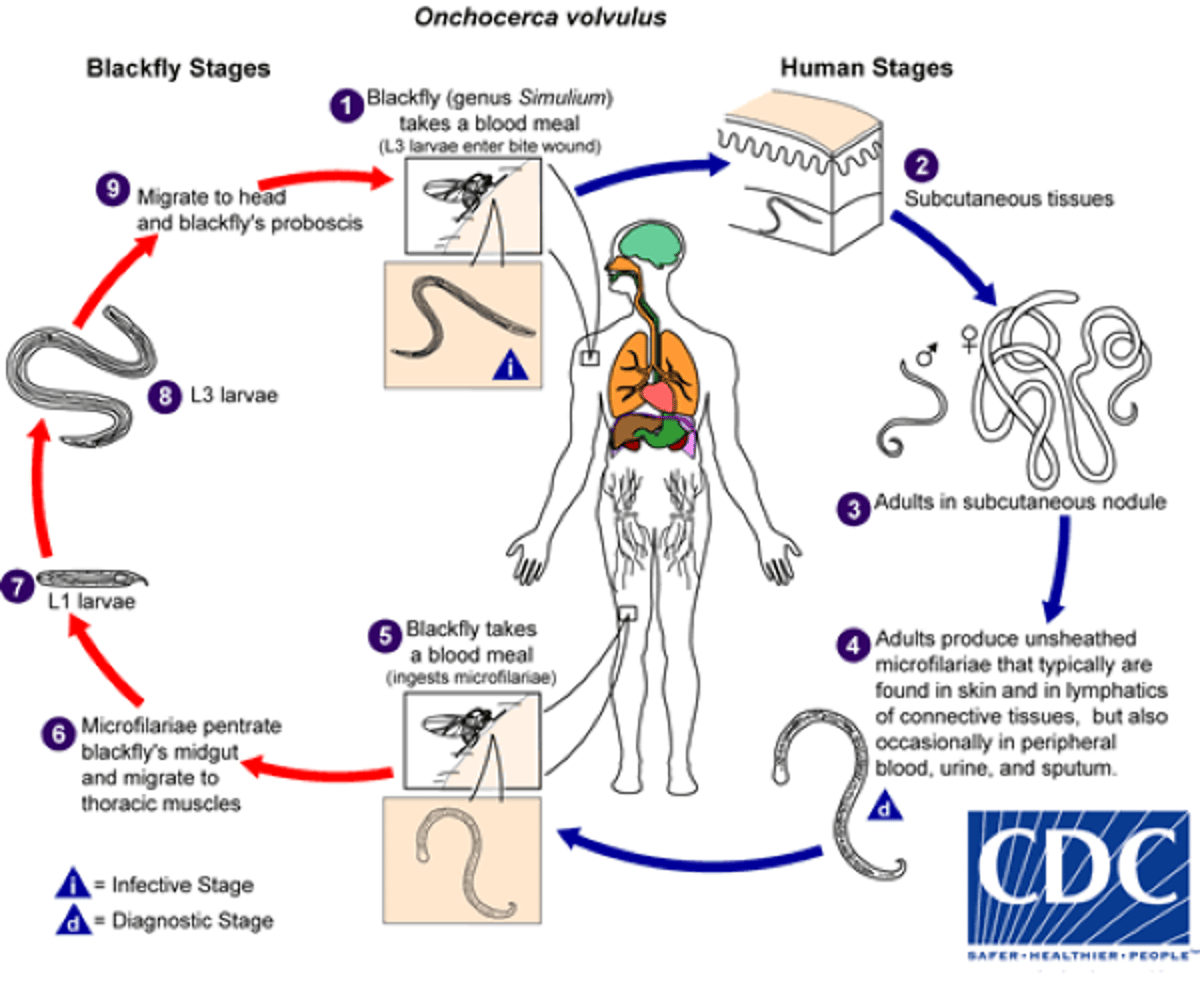 Cycle évolutif d'<i >Onchocerca volvulus</i>