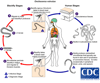 回旋糸状虫（Onchocerca volvulus）の生活環