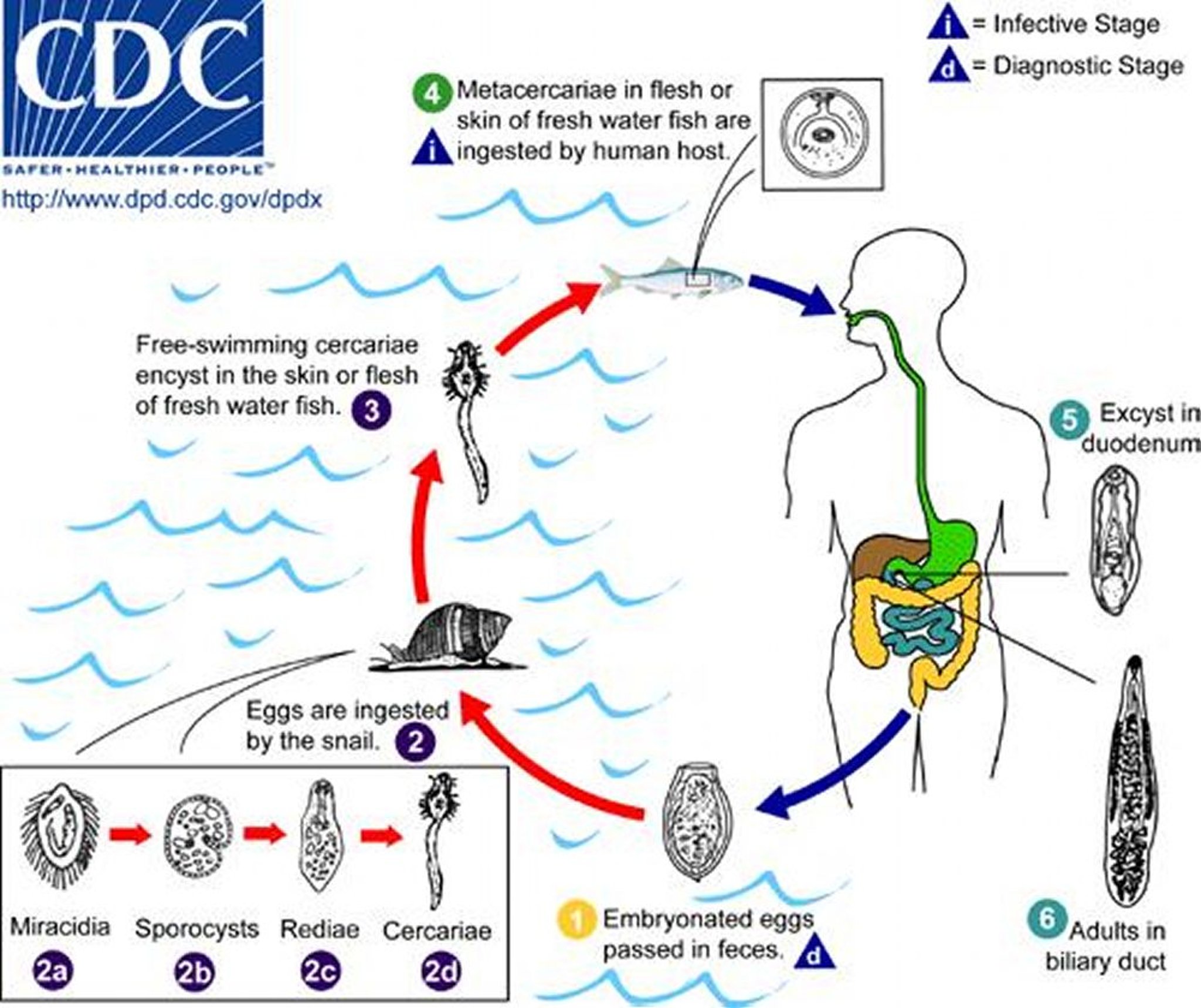 <i >Opisthorchis</i> Life Cycle