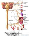 Parasympathische Innervation