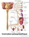 Innervation parasympathique