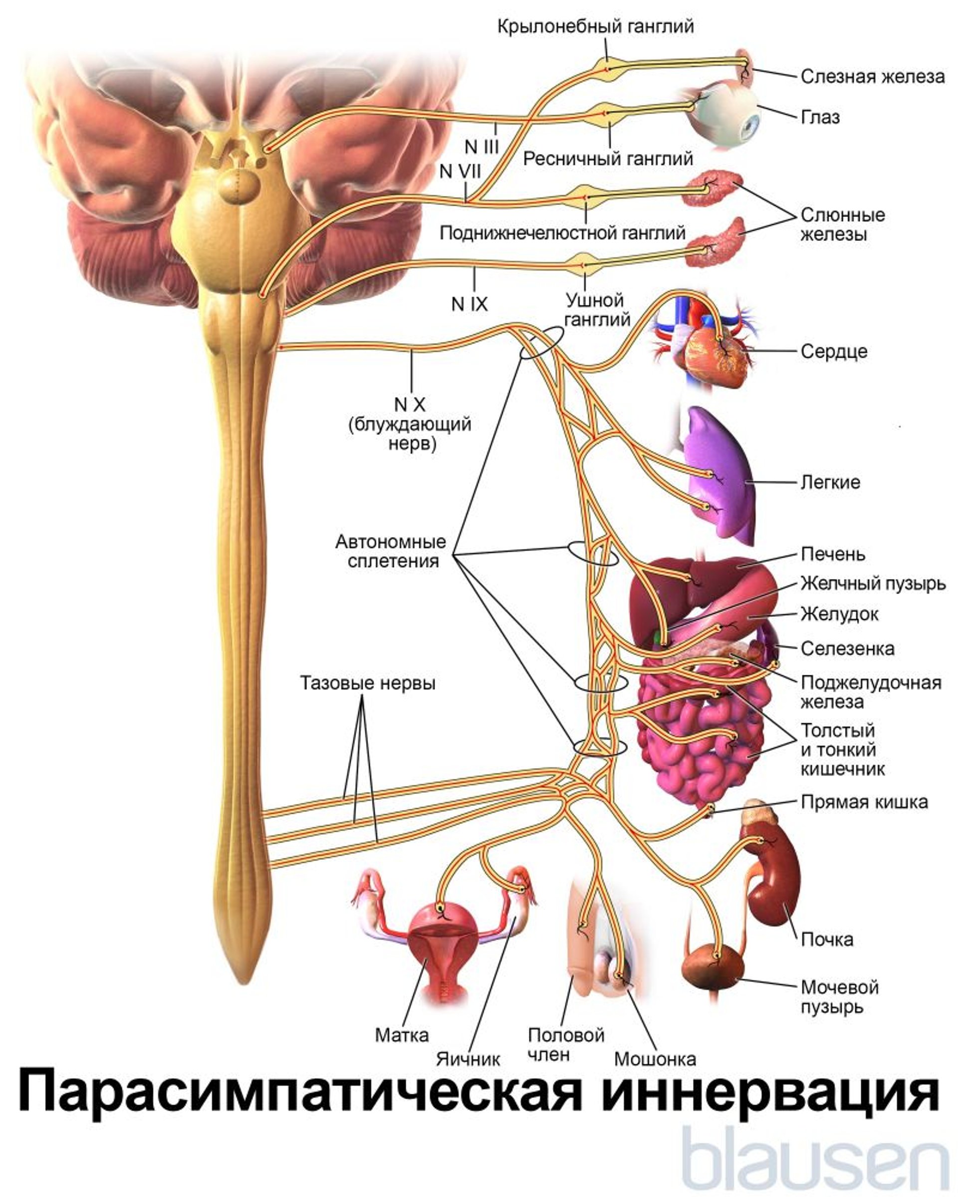 Парасимпатическая иннервация