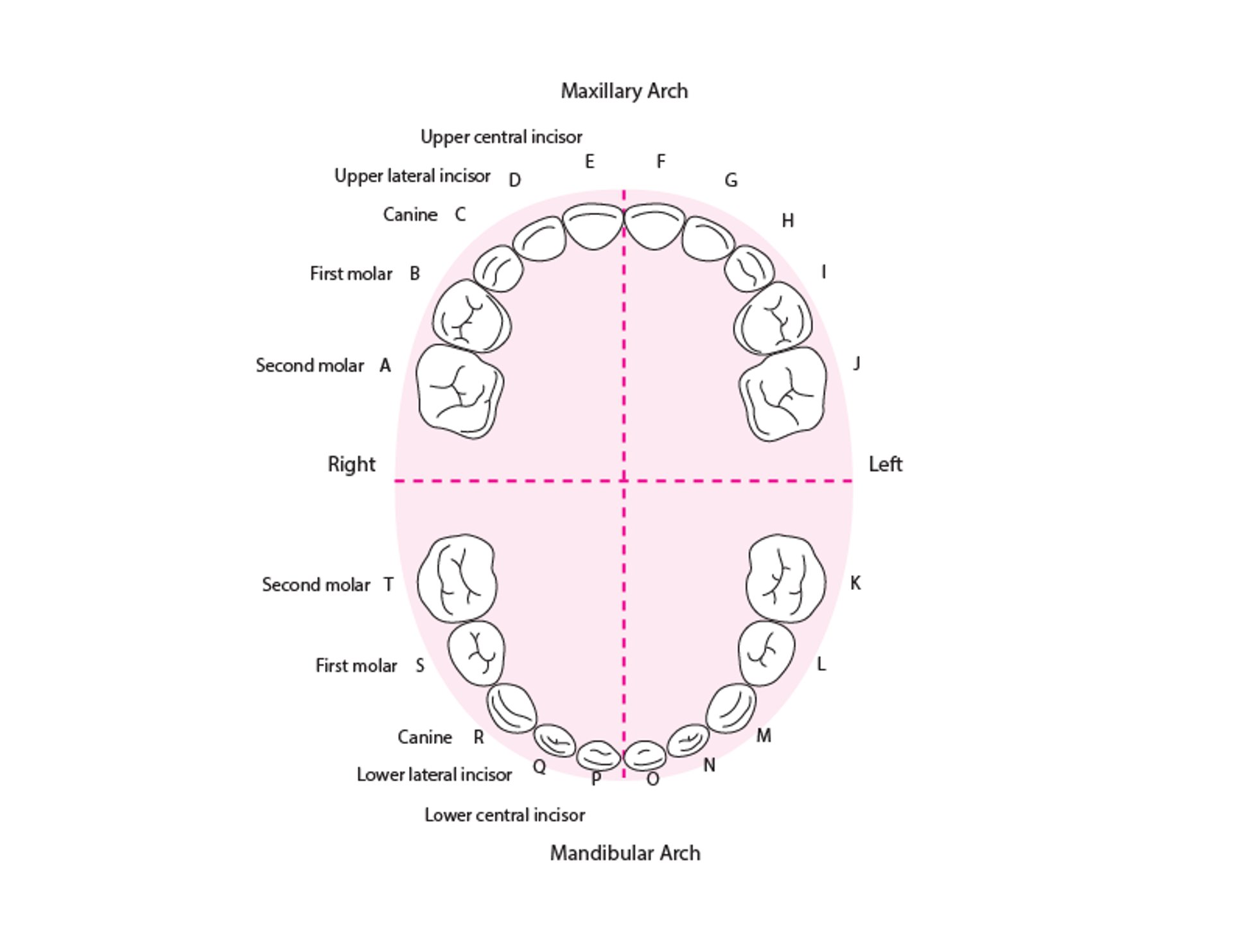 Identifying the Deciduous Teeth