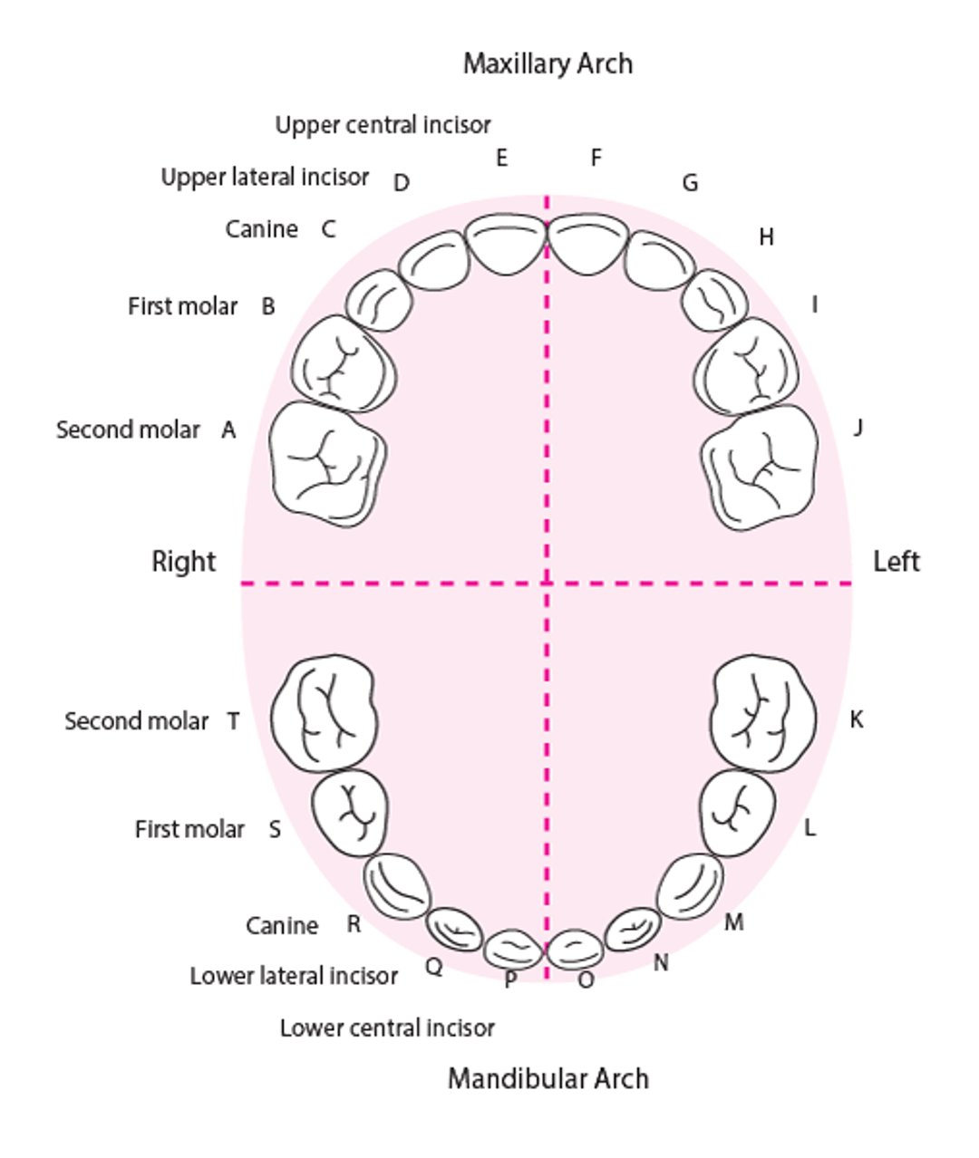 Identificación de los dientes deciduos