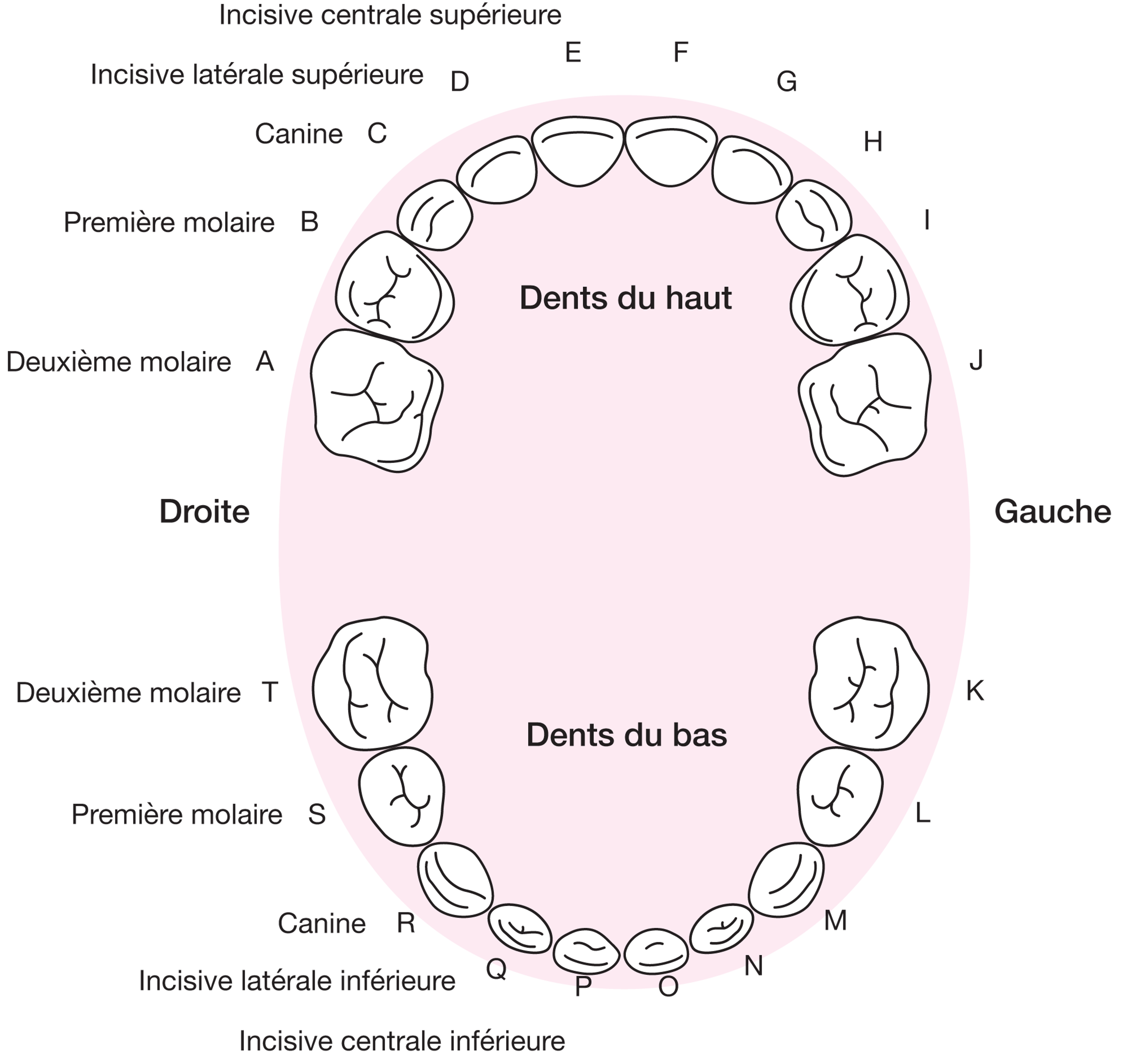 Identification des dents de lait
