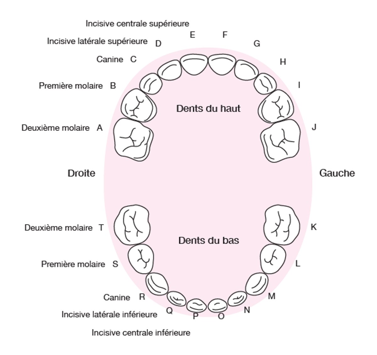 Identification des dents de lait