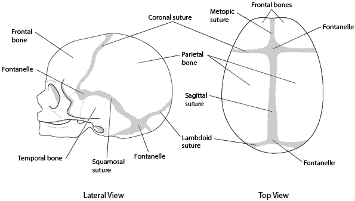 Skull sutures