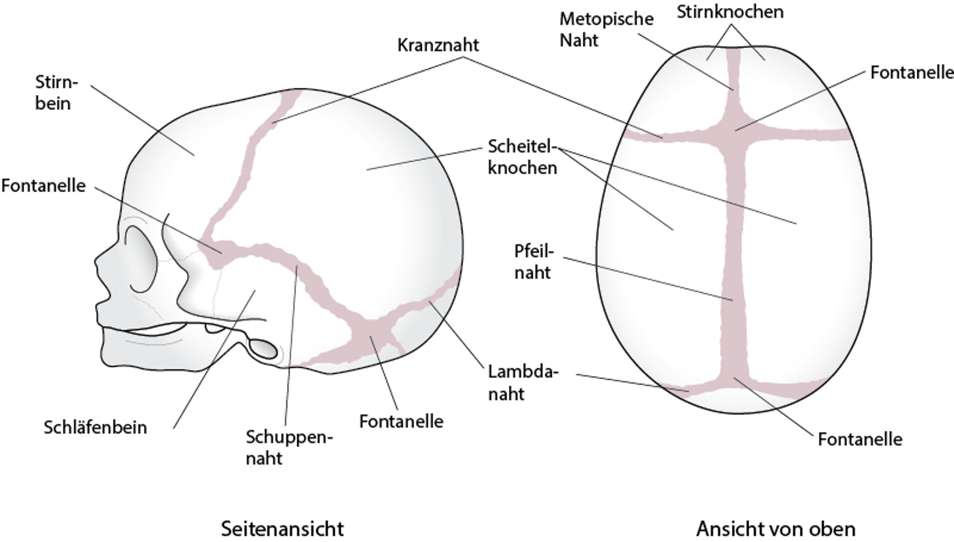 Schädelsuturen (Kalvarialnähte)