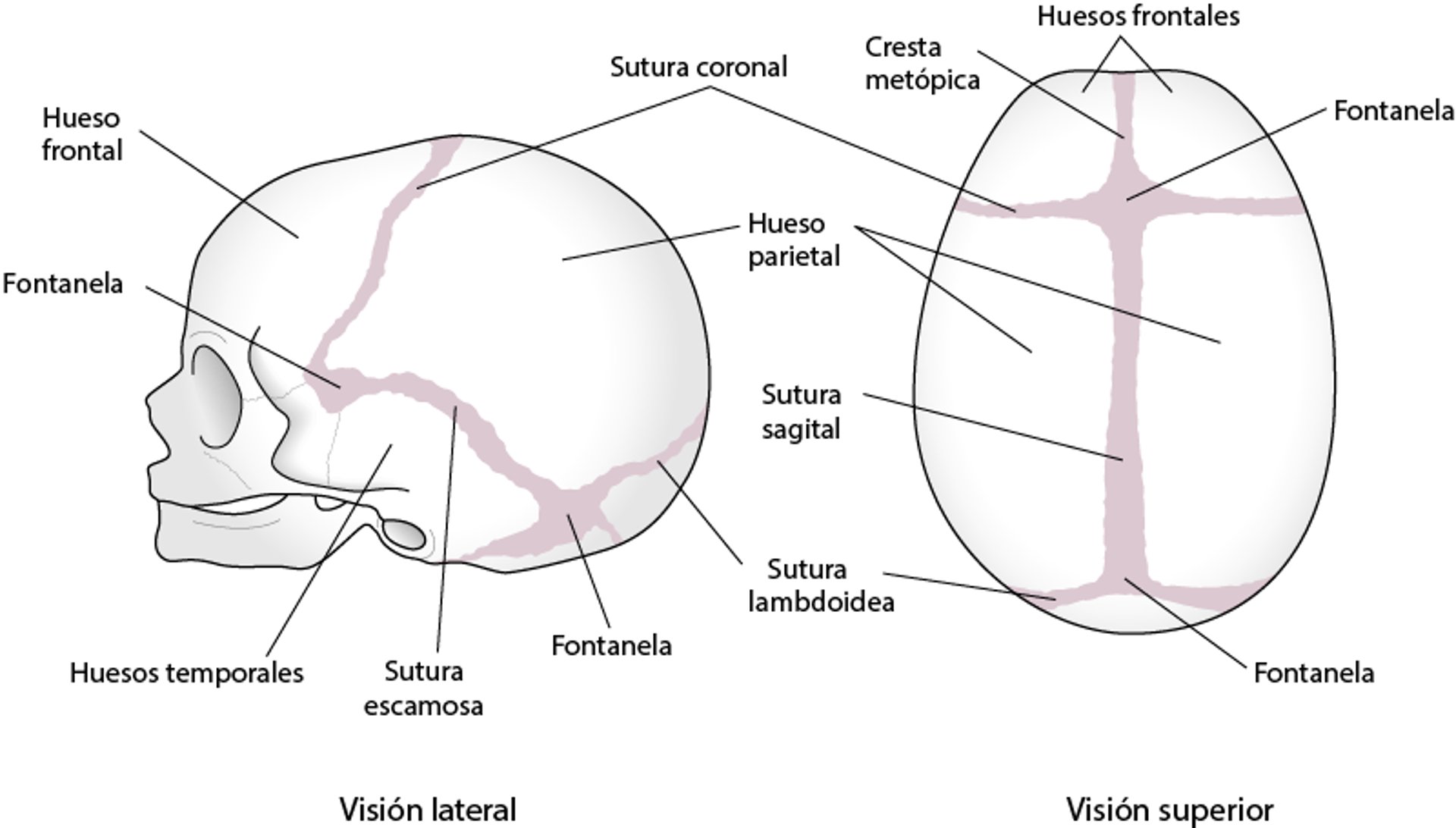 Suturas del cráneo (calvario)