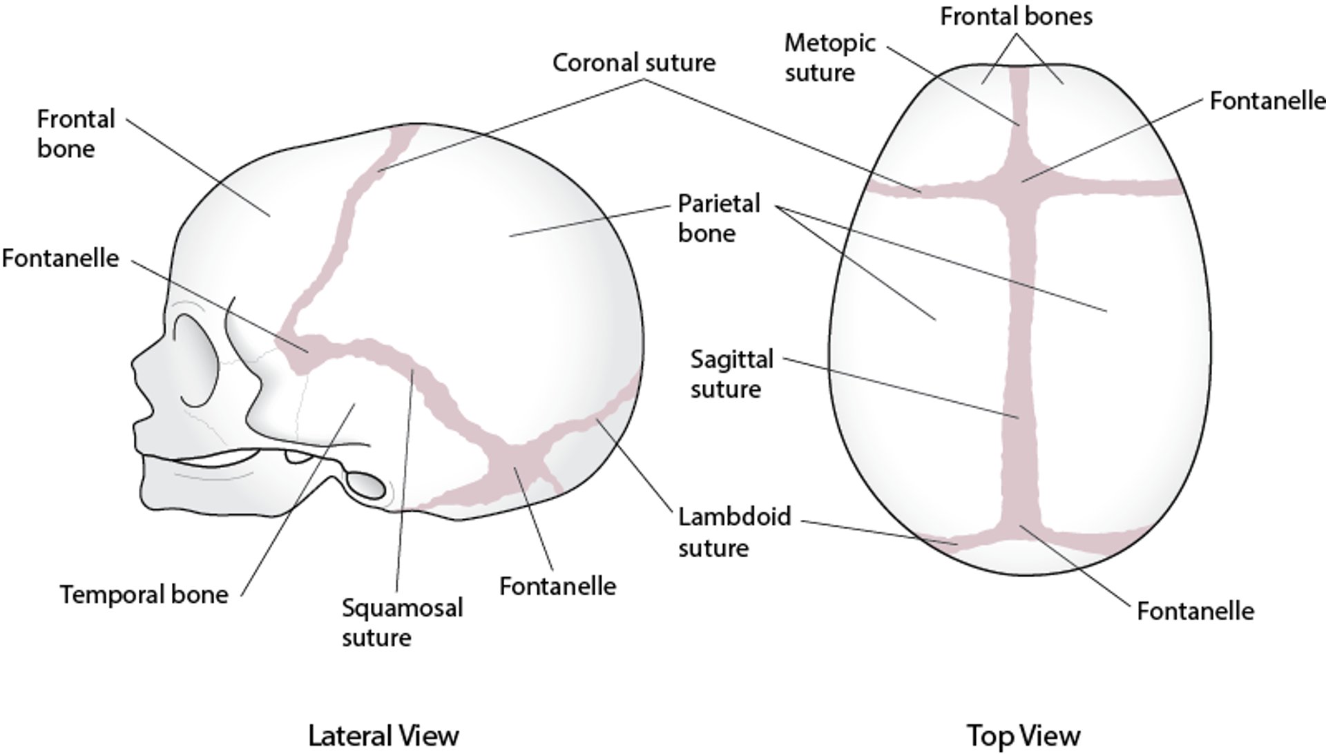 Sutures du crâne (calvariales)