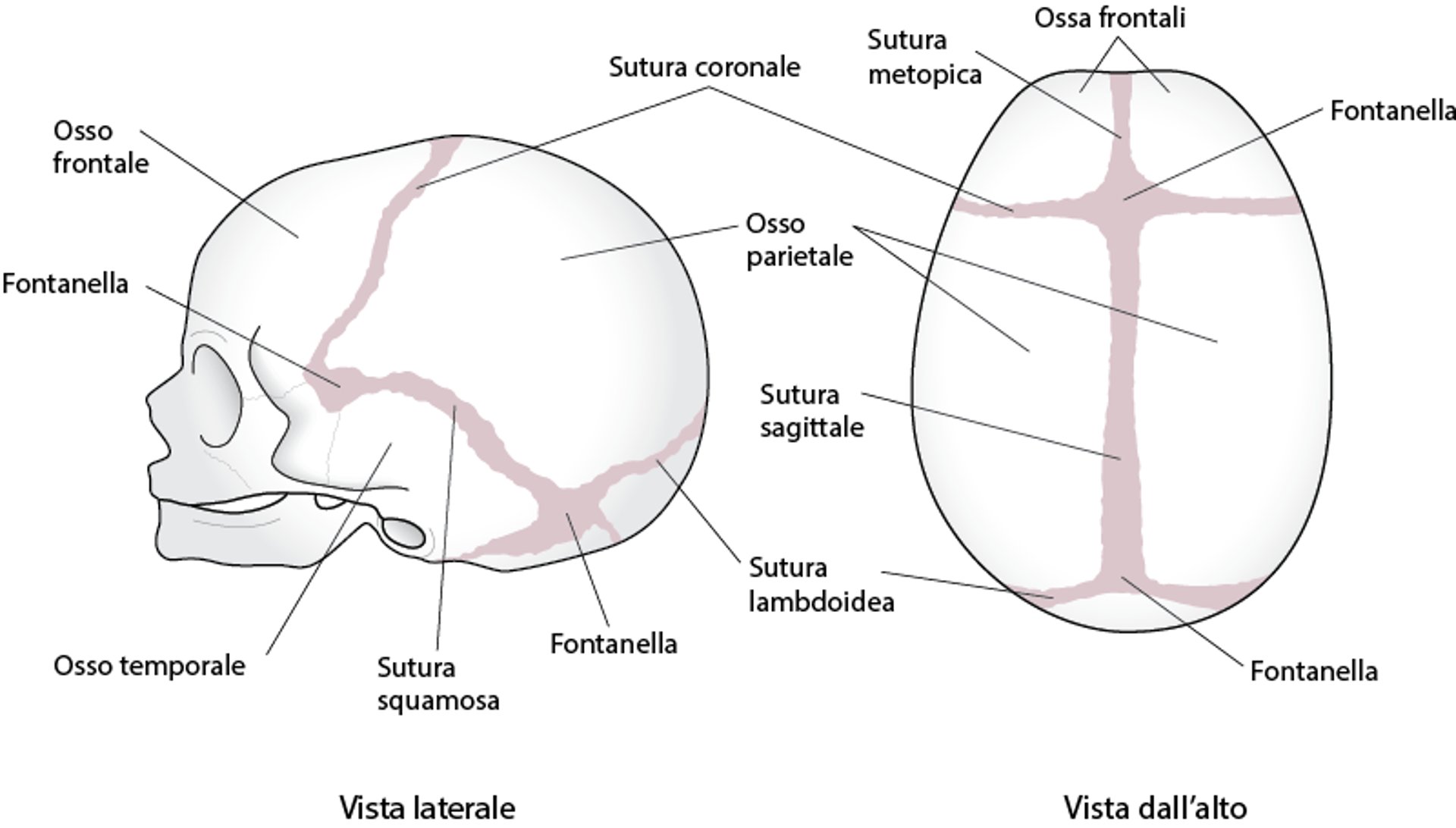 Suture craniche (calvari)