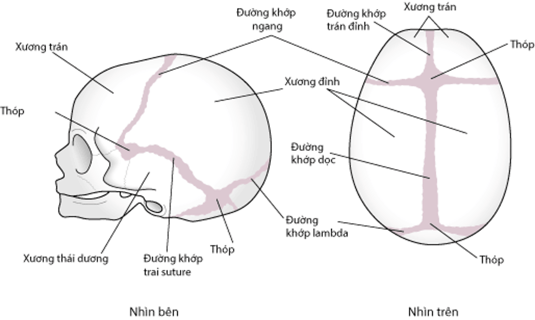 Đường khâu sọ (calvarial)