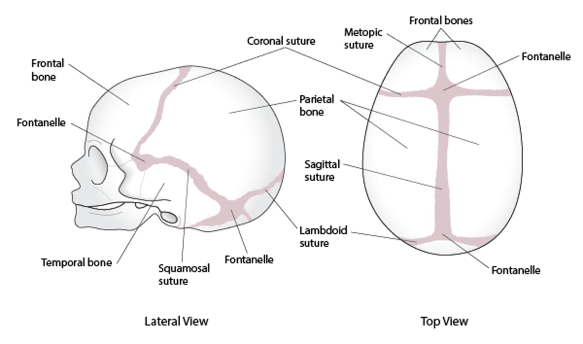 颅骨（颅盖骨）缝合