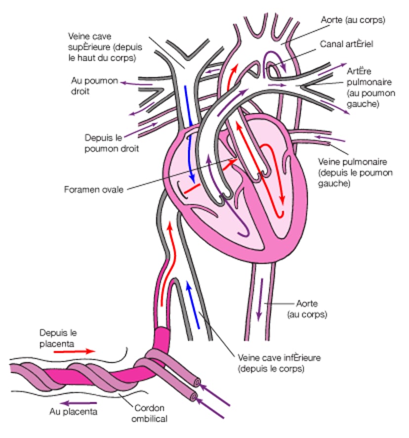 Circulation normale du sang chez le fœtus