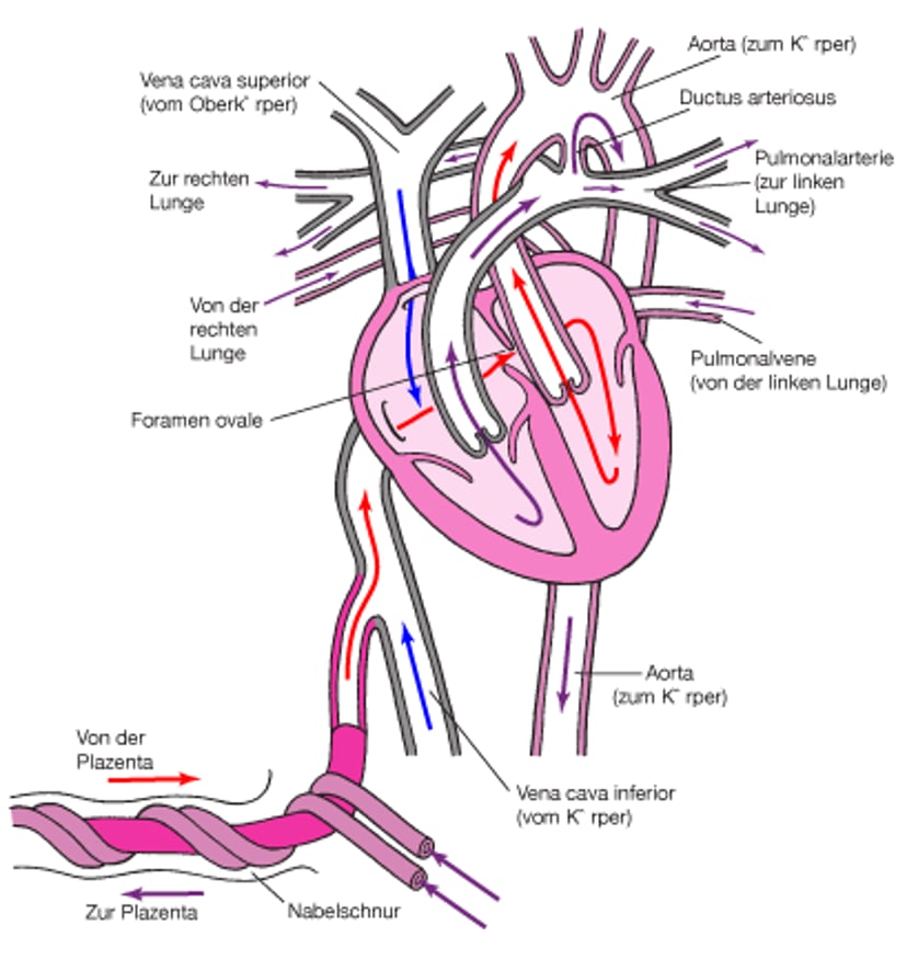 Normaler Kreislauf bei einem Fetus
