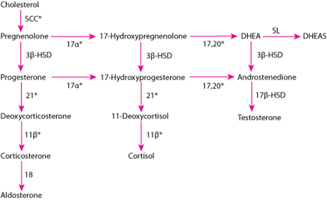 Adrenal Hormone Synthesis