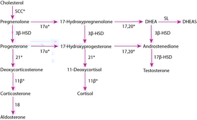 Adrenal Hormone Synthesis