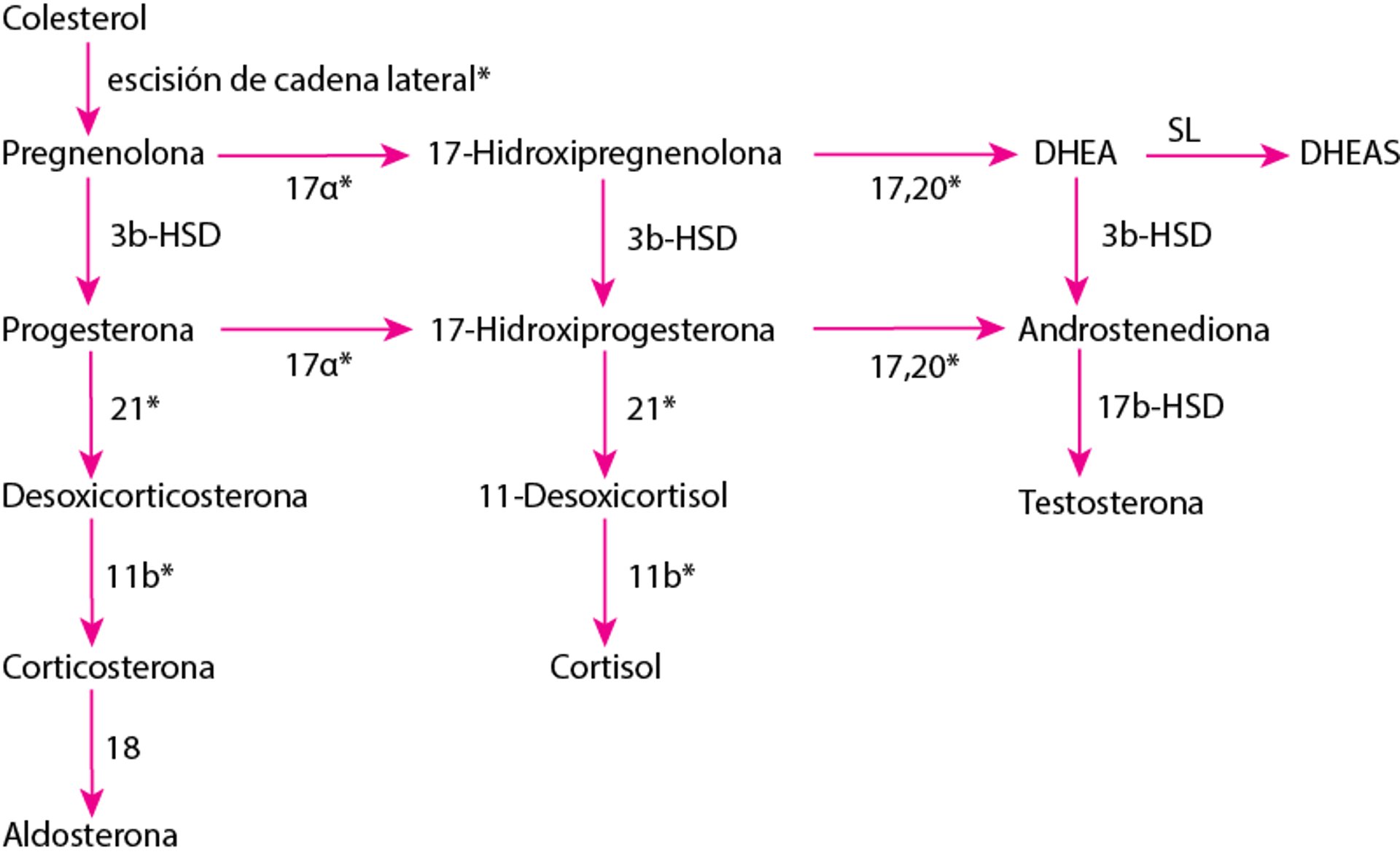 Síntesis de las hormonas suprarrenales