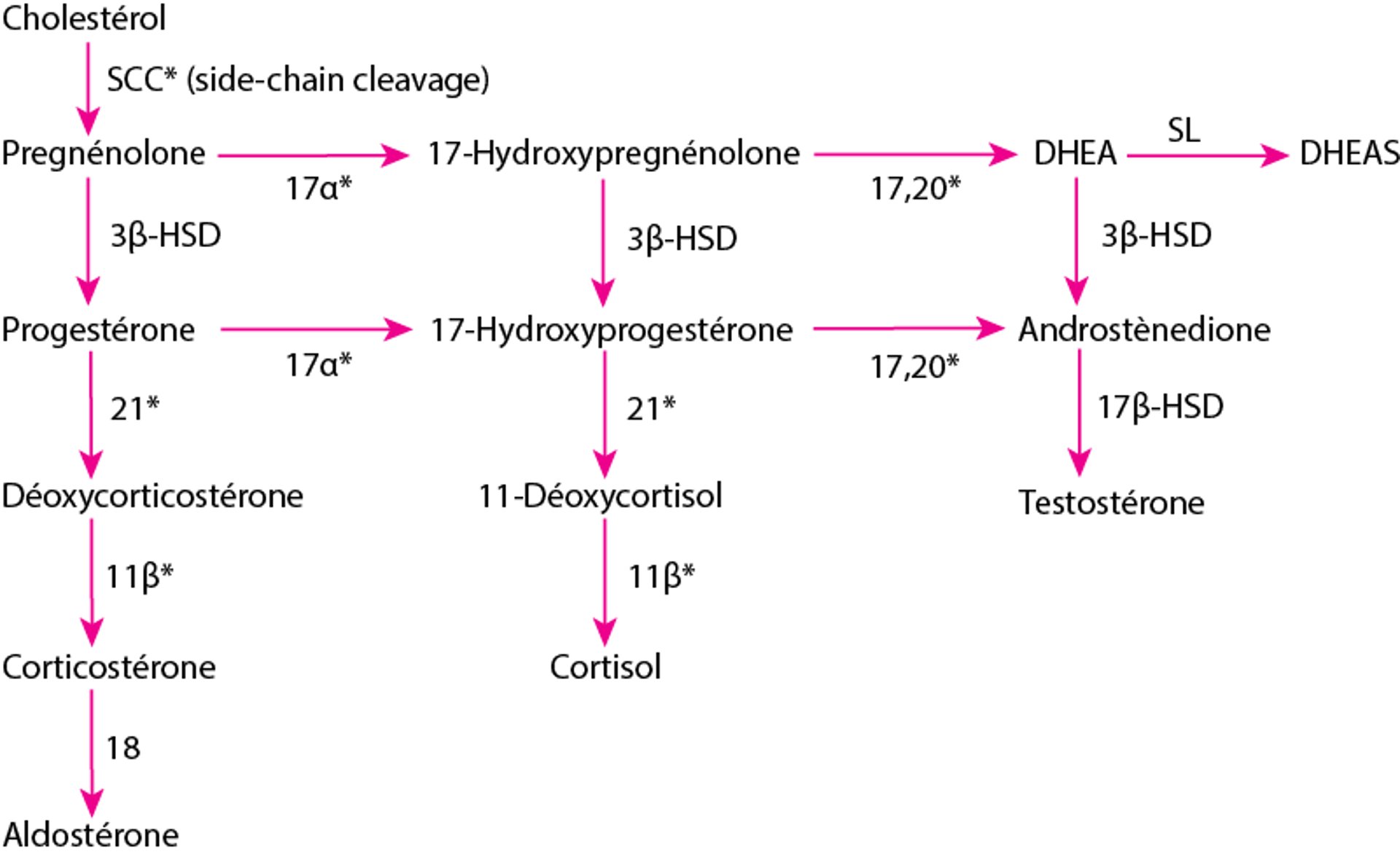 Synthèse des hormones surrénaliennes