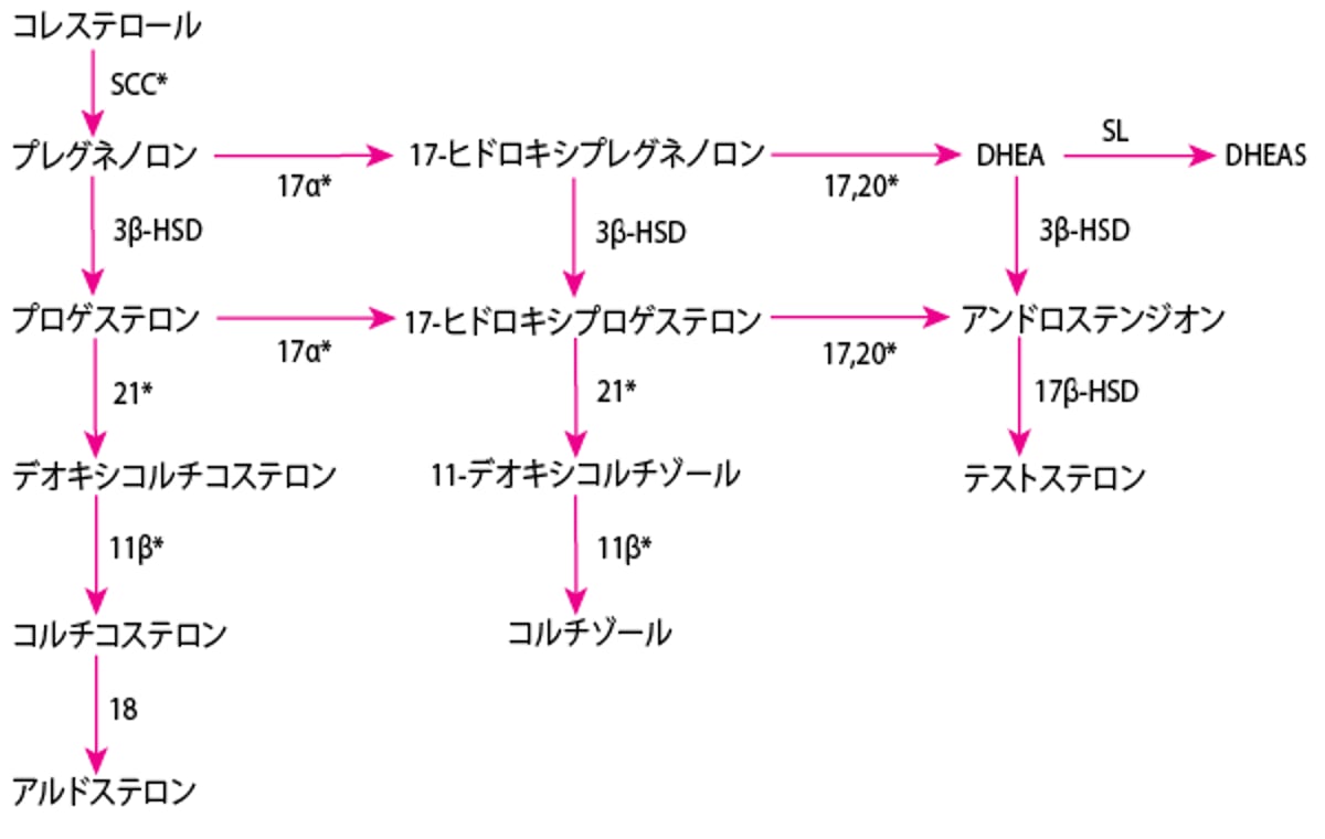 副腎ホルモンの合成