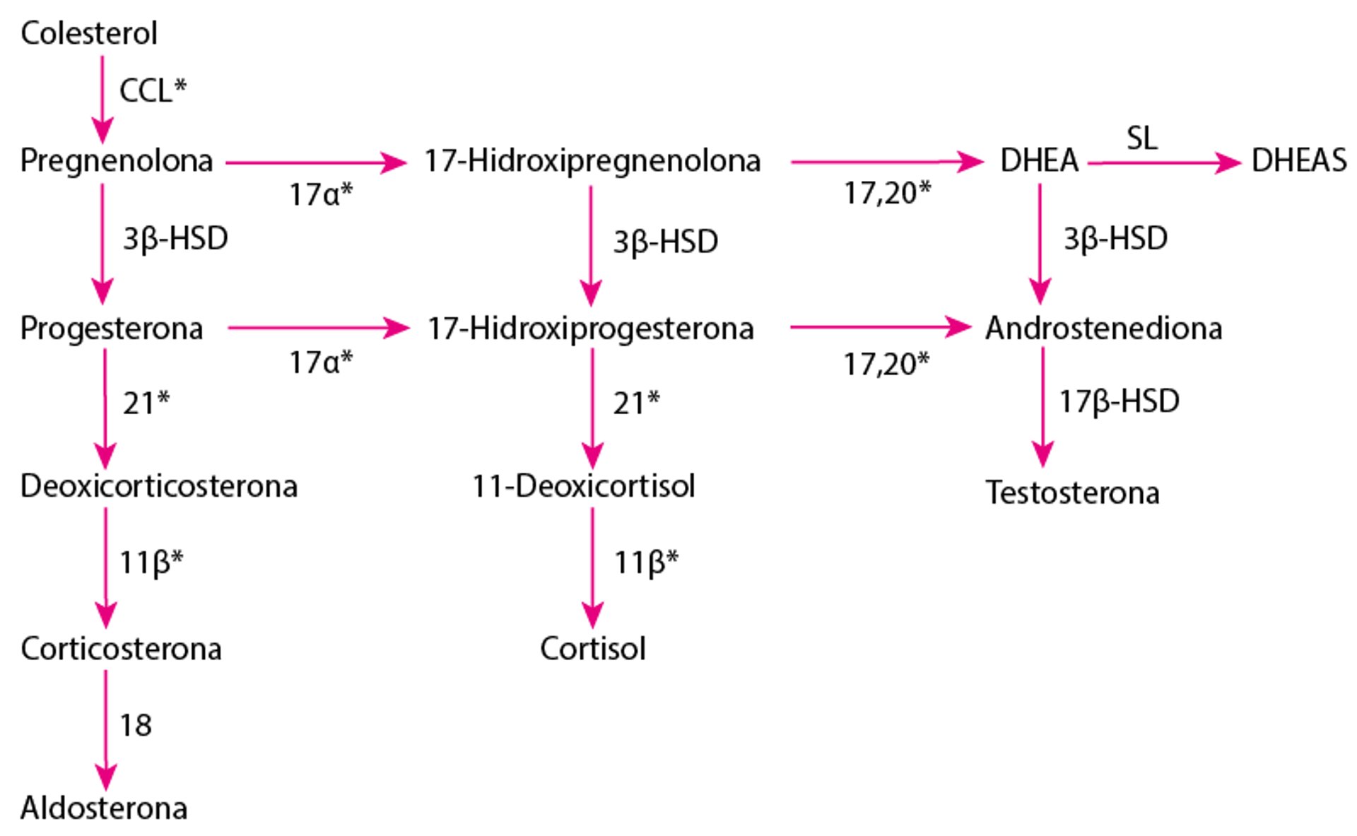 Síntese de hormônios suprarrenais