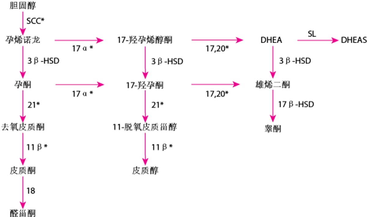 肾上腺激素合成