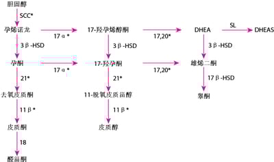 肾上腺激素合成
