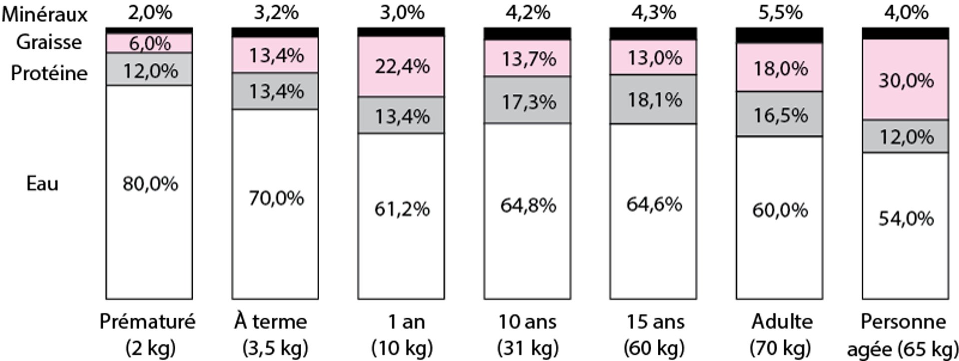 Modifications de la composition du corps au cours de la croissance et du vieillissement
