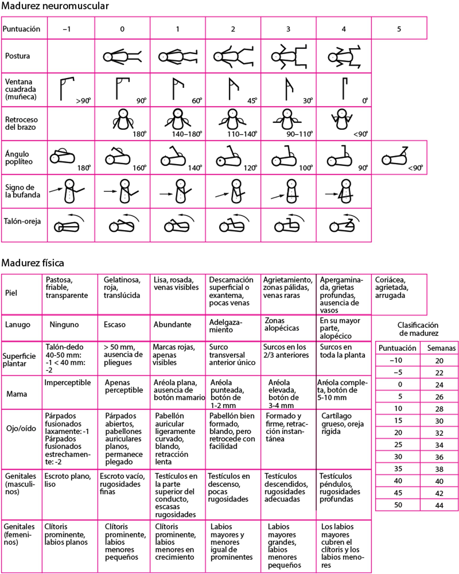 Evaluación de la edad gestacional: nueva escala de Ballard