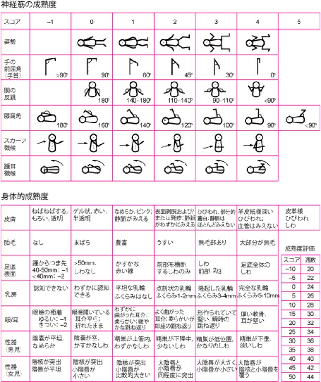 在胎期間の評価―New Ballardスコア