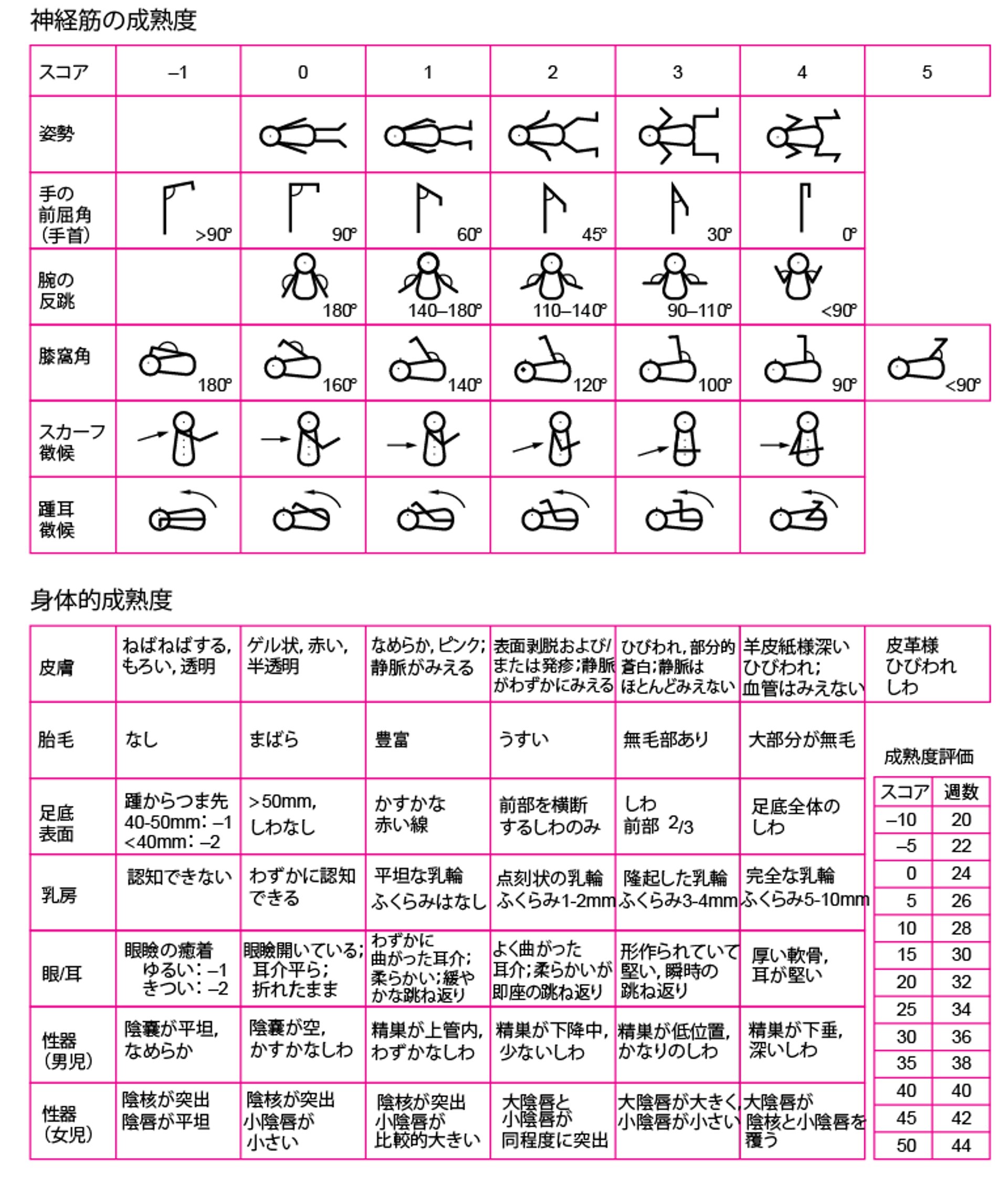 在胎期間の評価―New Ballardスコア