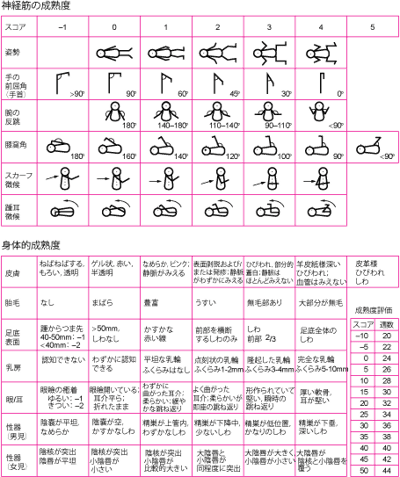 在胎期間の評価―New Ballardスコア